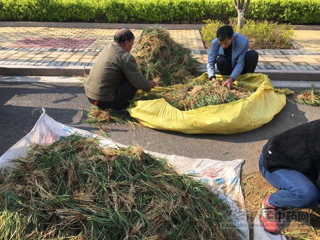 中药紫苑最新价格动态与市场深度分析