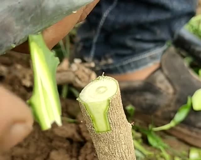 雨中漫步